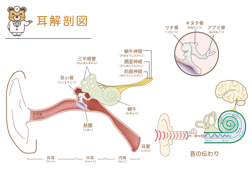 耳解剖図2