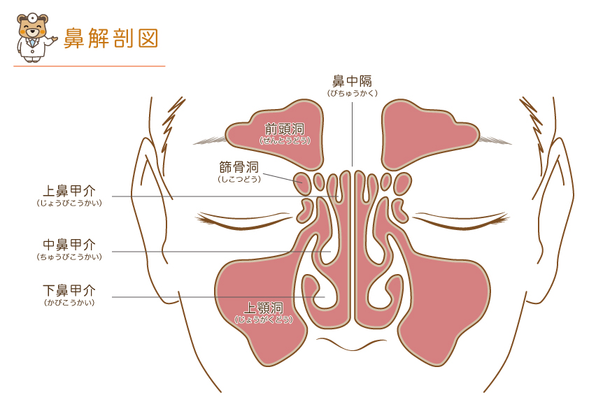 鼻解剖図2